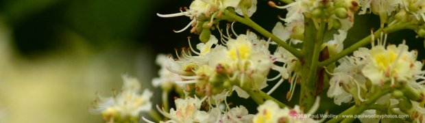 Nature Walks:
Nectar search